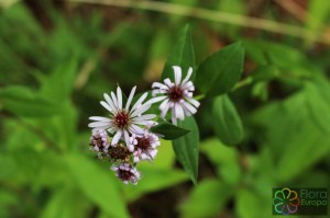 aster amellus (2)